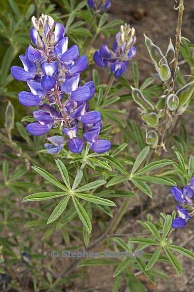 lupinus fulcratus 4 graphic